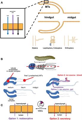 Voltage-gated ion channels as novel regulators of epithelial ion transport in the osmoregulatory organs of insects
